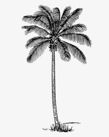 Outline Image Of Coconut Tree, HD Png Download, Free Download