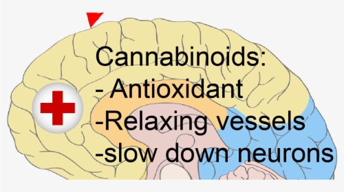 Does Cannabis Kill Brain Cells - Tilt The Screen Back Read, HD Png Download, Free Download