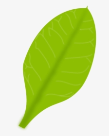 Green Leaf PNG Images, Free Transparent Green Leaf Download - KindPNG