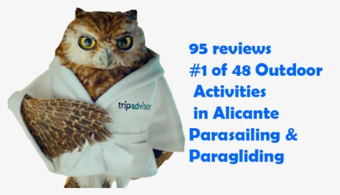 Tripadvisor-1 - Tripadvisor Owl In Bathrobe, HD Png Download, Free Download