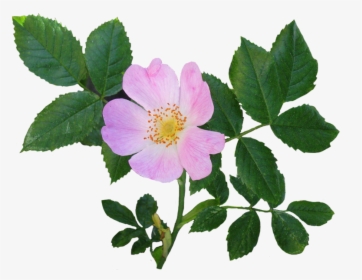Wild Rose Flower And Leaves - Flower With Leaves Png, Transparent Png, Free Download