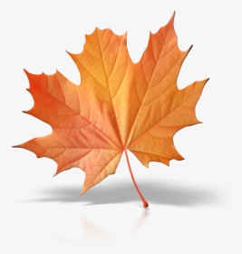 Single Green Leaf Png, Transparent Png, Free Download
