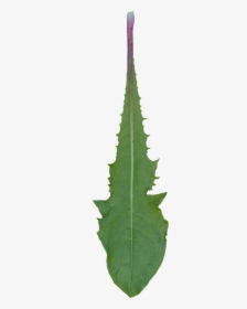 Vegetation Leaf Dandelion 03 - Dandelion Leaf Transparent Background, HD Png Download, Free Download
