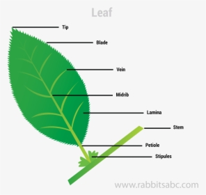 Leaf - Food Factory Of Plant, HD Png Download, Free Download
