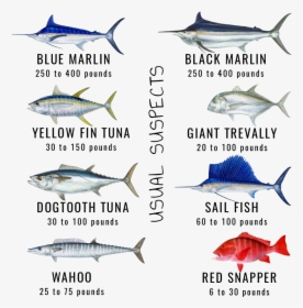 Maldives Game Fishes Skull Fishing - Types Of Tuna In Maldives, HD Png Download, Free Download