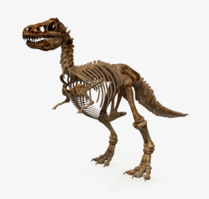 Tiger Png Transparent Image - Dinosaur Bones Png Transparent, Png Download, Free Download
