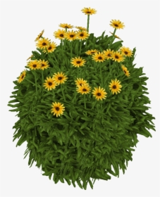 Susanblackeyed Jimmyzhoopz - Gazania Png, Transparent Png, Free Download