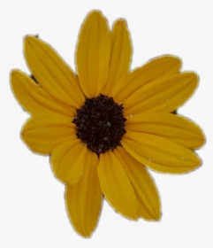 Transparent Sunflower Clipart - Black-eyed Susan, HD Png Download, Free Download