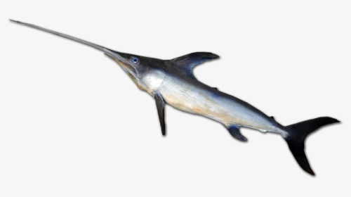 Atlantic Blue Marlin - Swordfish, HD Png Download, Free Download