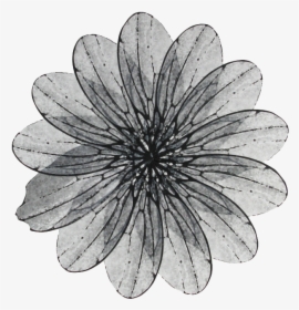 6 Mar 2019 From Washington, Dc - African Daisy, HD Png Download, Free Download
