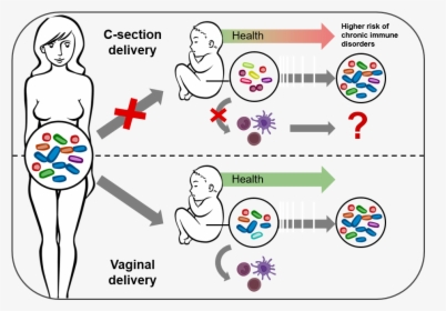 C Section Gut Microbiome, HD Png Download, Free Download