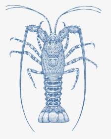 Western Rock Lobster Drawing, HD Png Download, Free Download