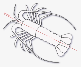 Lobster Split - Homarus, HD Png Download, Free Download