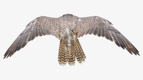 Falcon Cut Out, HD Png Download, Free Download