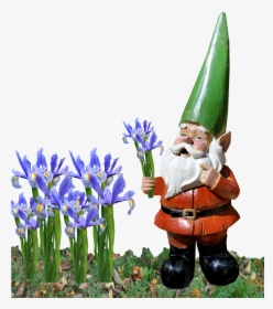 Gnome Iris Garden - Garden, HD Png Download, Free Download