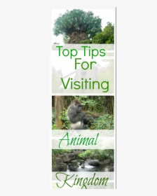 Top Tips For Visiting Animal Kingdom - Disney World, Disney's Animal Kingdom, HD Png Download, Free Download