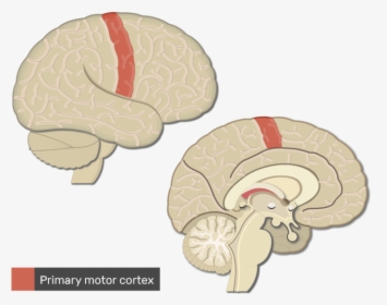 Primary Motor Cortex Brain, HD Png Download, Free Download