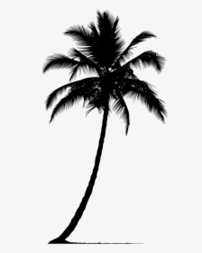 Transparent Palm Tree Silhouette Png, Png Download, Free Download