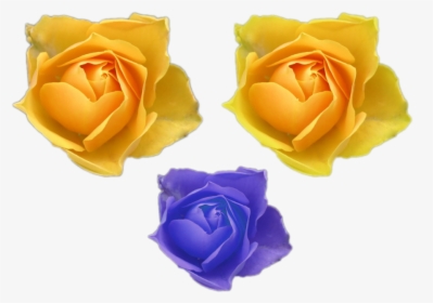 Blue Golden Yellow Color Flower Roses Png Files For - Frases Con Una Flor, Transparent Png, Free Download