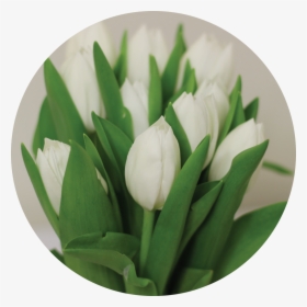 Mmc Logoupdate-05 - Flower Happy Birthday White Tulips, HD Png Download, Free Download