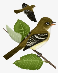 Sparrow Png - Скворцы Пнг, Transparent Png, Free Download