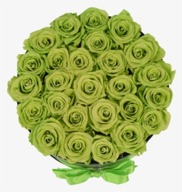 Orb Grand Lime Green Roses"  Class="lazyload Lazyload - Garden Roses, HD Png Download, Free Download