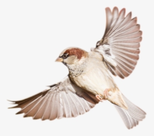Flying Sparrow Bird Png, Transparent Png, Free Download