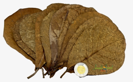 Indian Almond Leaves, HD Png Download, Free Download