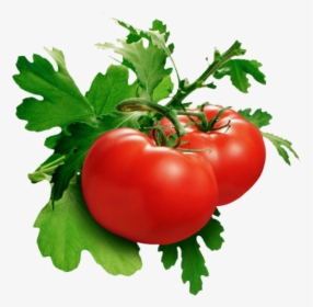 Tomato Png Free Download - Tomato Png, Transparent Png, Free Download