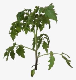 Thumb Image - Tomato Plant Cut Out, HD Png Download, Free Download
