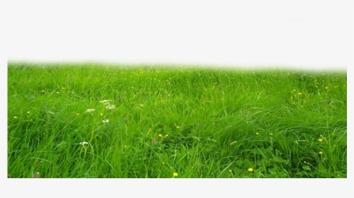 Transparent Green Grass Png - Sweet Grass, Png Download, Free Download