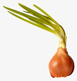 Transparent Onion Clipart - Yellow Onion, HD Png Download, Free Download