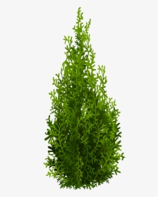 Cypress Tree Png - Evergreen Shrub Png, Transparent Png, Free Download