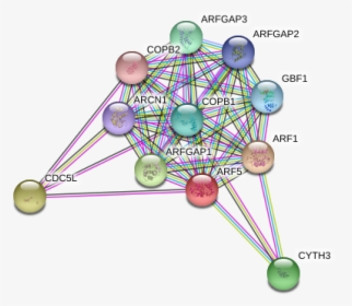 Arf5 Protein - Circle, HD Png Download, Free Download