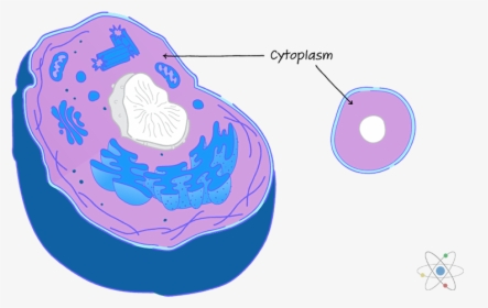 Transparent Endoplasmic Reticulum Clipart - Diagram Of A Cytoplasm, HD ...