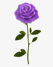 Free Png Download Purple Rose With Stem Png Images - Purple Rose Png, Transparent Png, Free Download