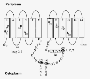 Diagram, HD Png Download, Free Download