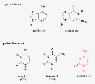 Nucleic Acid Chemistry, HD Png Download, Free Download