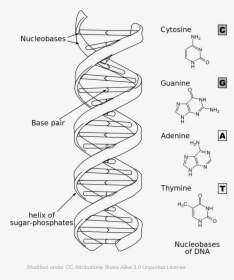 Rna Drawing , Png Download - Draw A Dna Structure, Transparent Png, Free Download