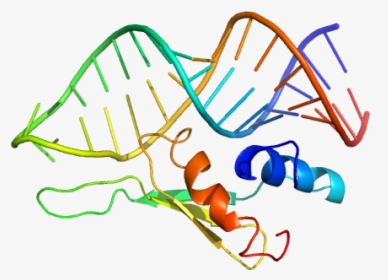 Double Stranded Rna Binding Protein Staufen Homolog - Illustration, HD Png Download, Free Download