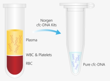 Norgen Cfc-dna Purification - Plasma Cell Free Dna, HD Png Download, Free Download