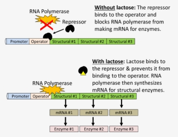 The Repressor Is Normall Bound To The Operator, Effectively - Rna Polymerase Gene Expression, HD Png Download, Free Download
