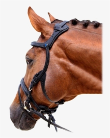 Stubben Freedom Bridle, HD Png Download, Free Download