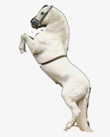 Caballo Espanol, HD Png Download, Free Download