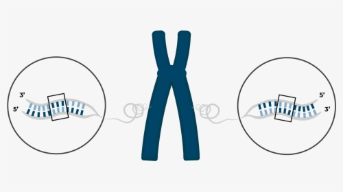 Chromosome With Inversion, HD Png Download, Free Download