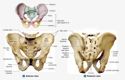 Figure 8 6 The Pelvis Anterior View, HD Png Download, Free Download