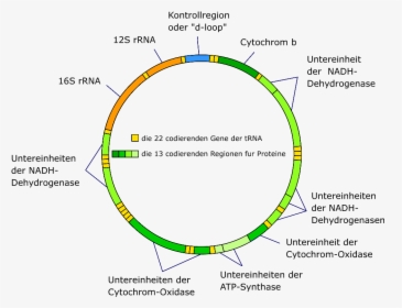 Mitochondrial Dna De - Mitochondrial Dna Map, HD Png Download, Free Download