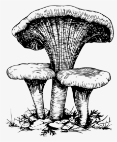 “for Any Reluctant Vegan Who Worries That Nothing Will - Mushroom Drawing Png, Transparent Png, Free Download