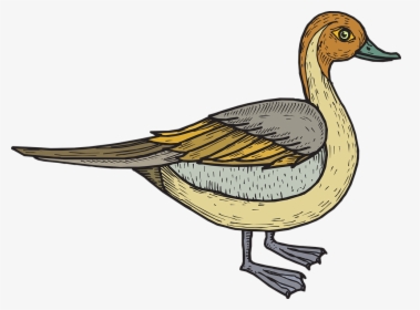 Bebek Vektor Png, Transparent Png, Free Download