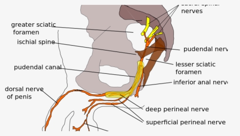 Block Pudendal Nerve In Circumcision, HD Png Download, Free Download